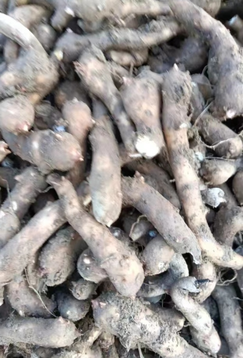 湖南精品魔芋种子，基地种植，一手货源，规格多样可选