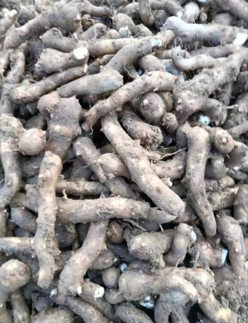 湖南精品魔芋种子，基地种植，一手货源，规格多样可选