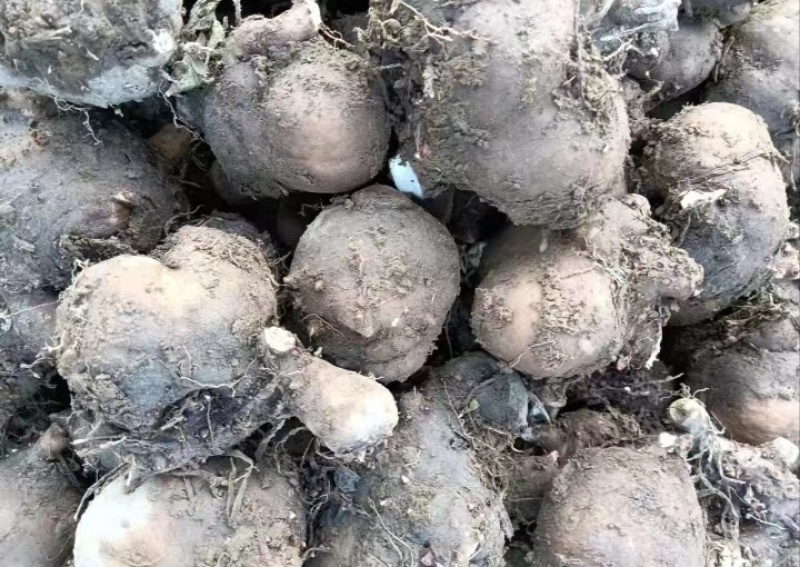 湖南精品魔芋种子，基地种植，一手货源，规格多样可选