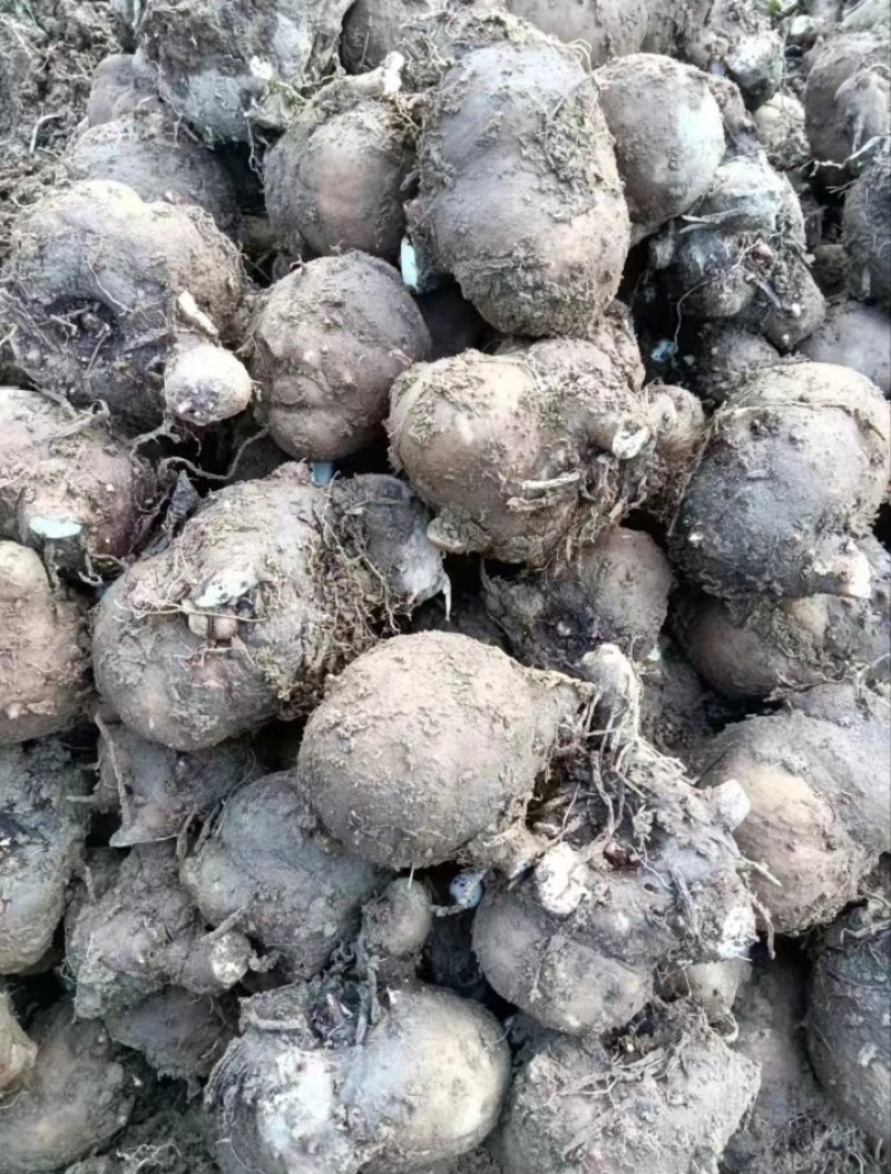 湖南精品魔芋种子，基地种植，一手货源，规格多样可选