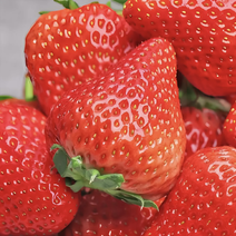 精品宁玉草莓产地直供货源充足精美包装欢迎联系