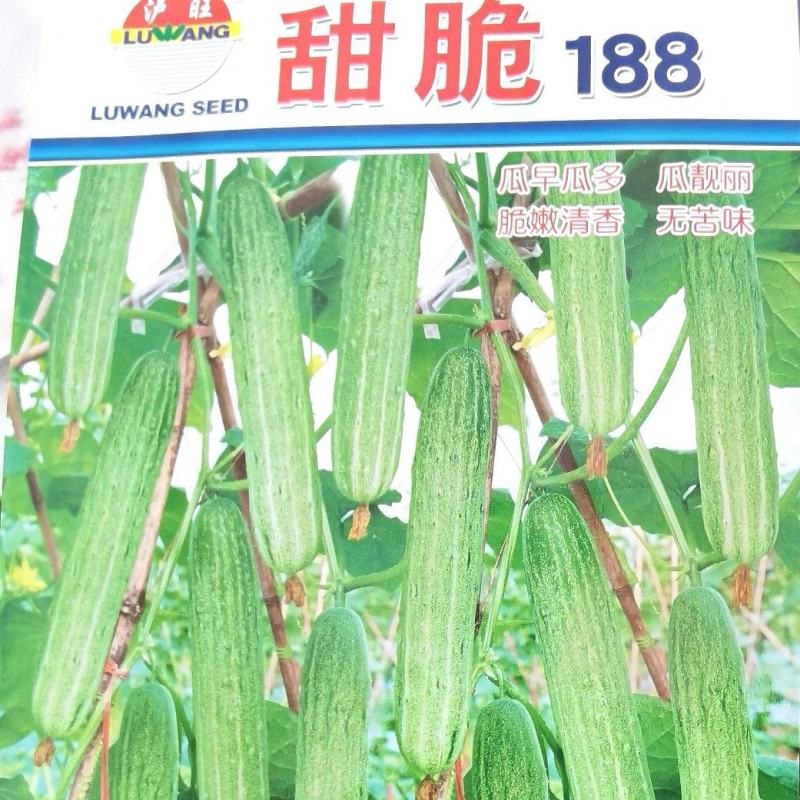 黄瓜种子甜脆188强雌节节有瓜早熟靓丽脆嫩清香无苦味