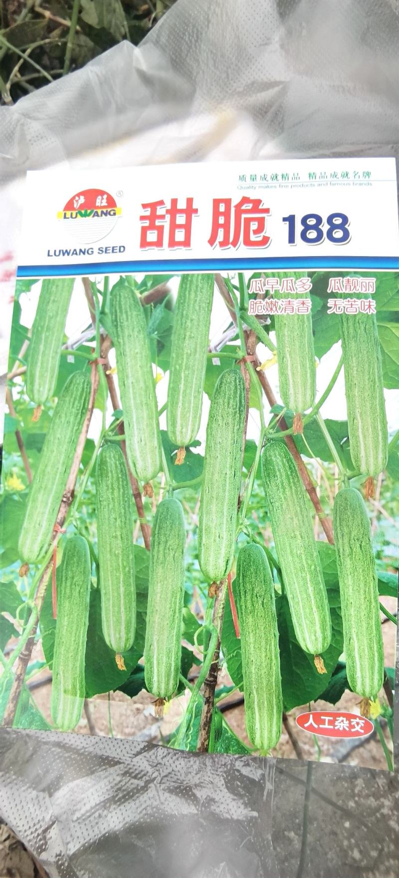 黄瓜种子甜脆188强雌节节有瓜早熟靓丽脆嫩清香无苦味