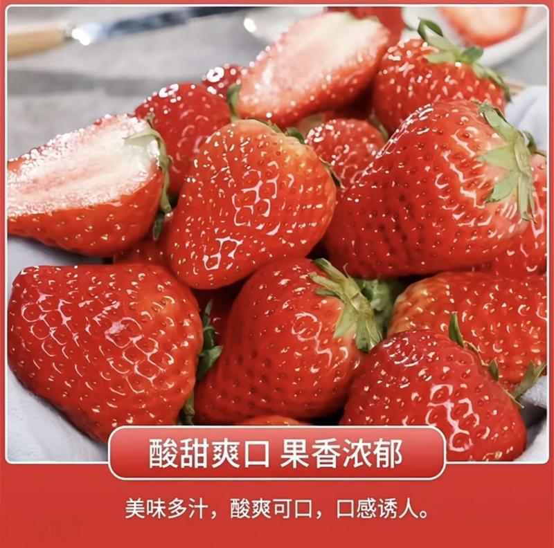 草莓奶油草莓将大量上市，对接全国网商电商运营商