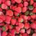 奶油草莓，宁玉，妙香等大量上市，产地货源对接全国