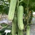 黄瓜种子甜脆188强雌节节有瓜早熟靓丽脆嫩清香无苦味