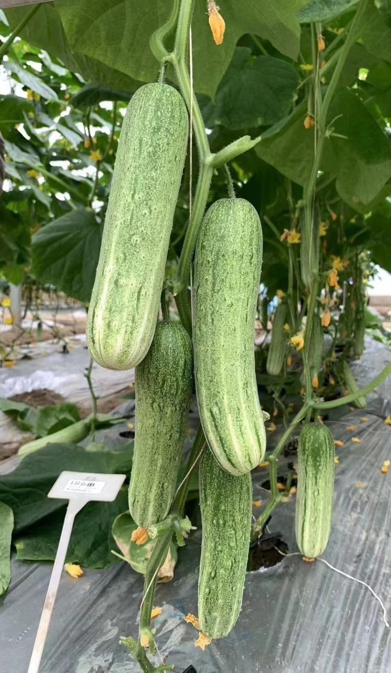 黄瓜种子甜脆188强雌节节有瓜早熟靓丽脆嫩清香无苦味