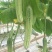 黄瓜种子甜脆188强雌节节有瓜早熟靓丽脆嫩清香无苦味