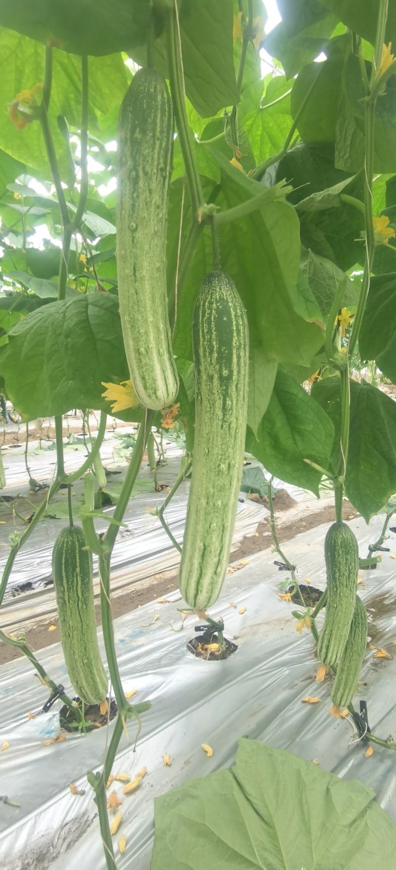 黄瓜种子甜脆188强雌节节有瓜早熟靓丽脆嫩清香无苦味