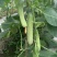黄瓜种子甜脆188强雌节节有瓜早熟靓丽脆嫩清香无苦味