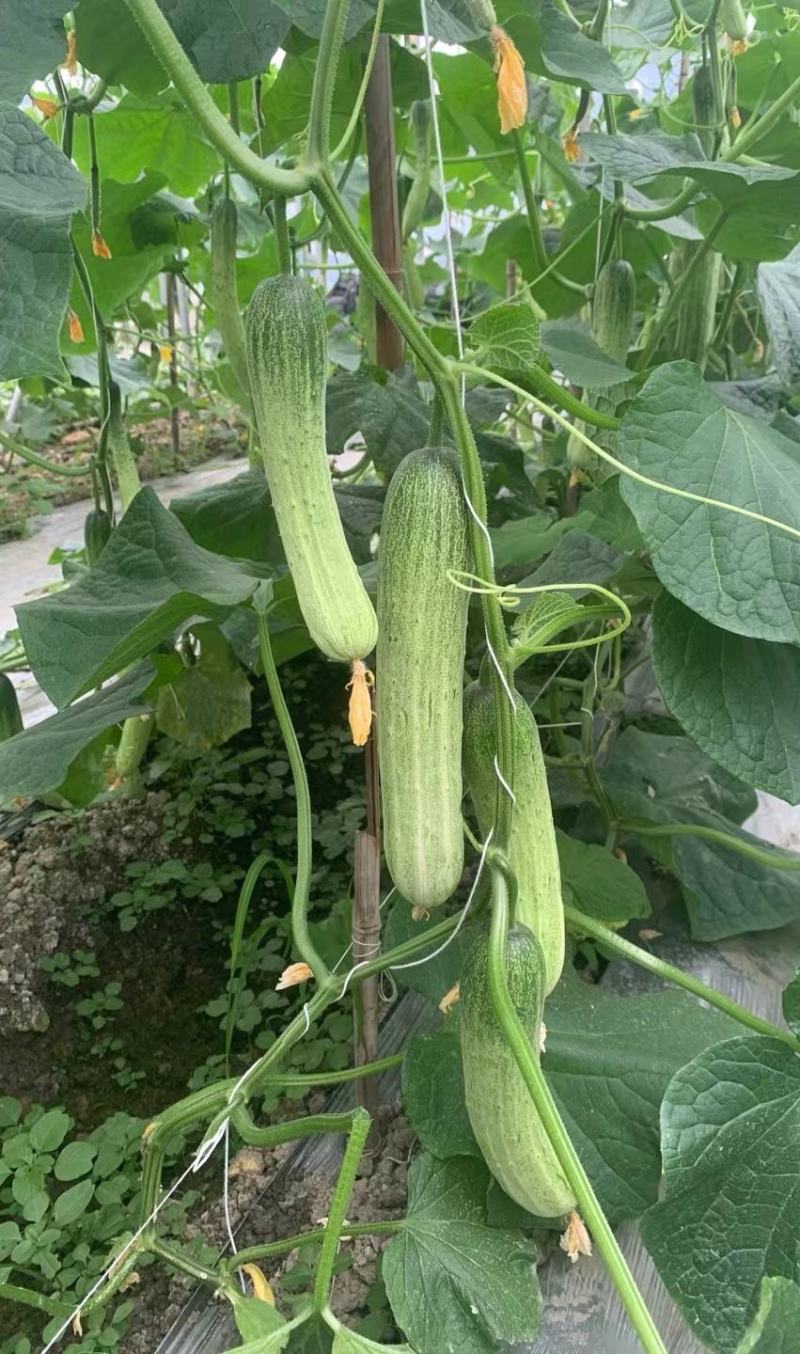 黄瓜种子甜脆188强雌节节有瓜早熟靓丽脆嫩清香无苦味