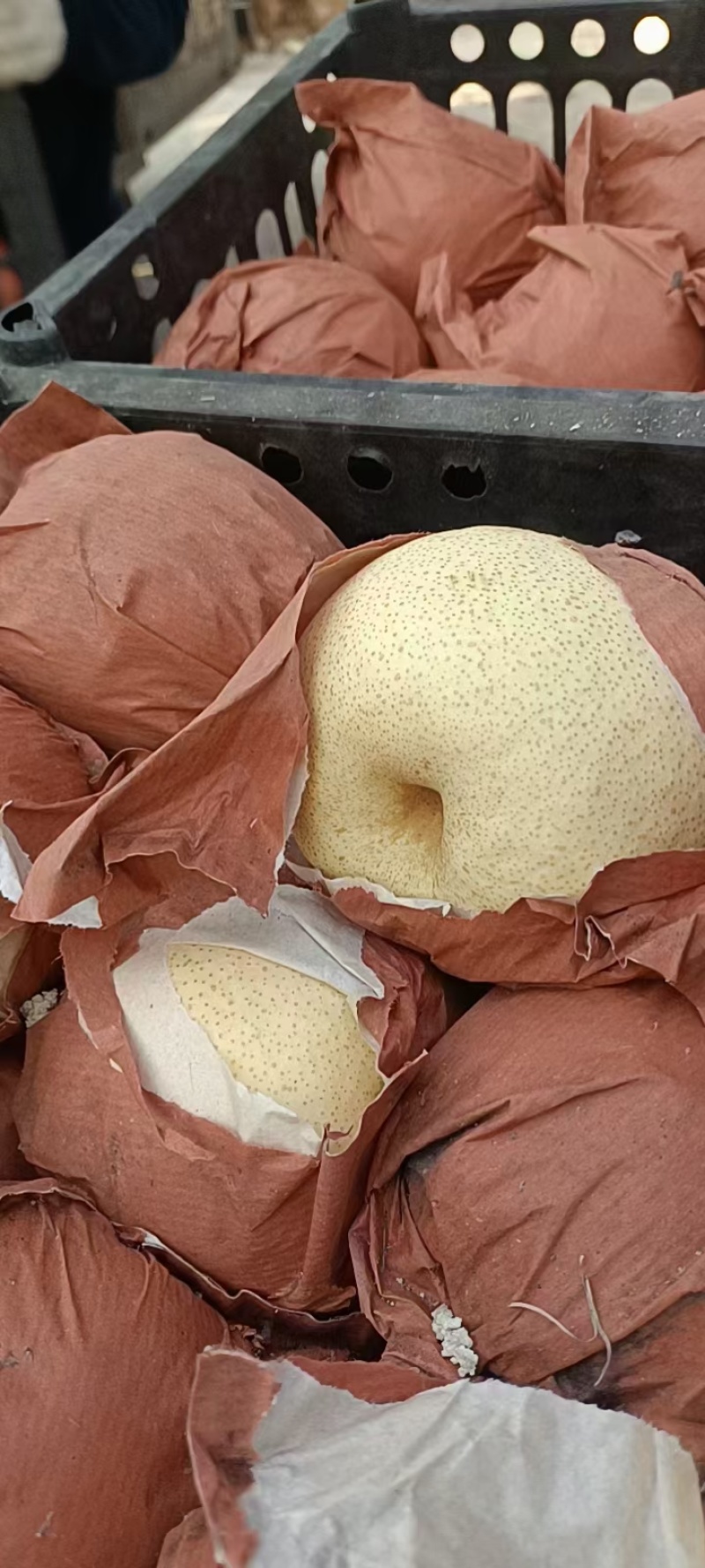 大量现货供应山西运城万荣，临猗坡上优质红香酥梨等