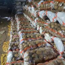 尤金885土豆产地发货货源充足品质欢迎订货