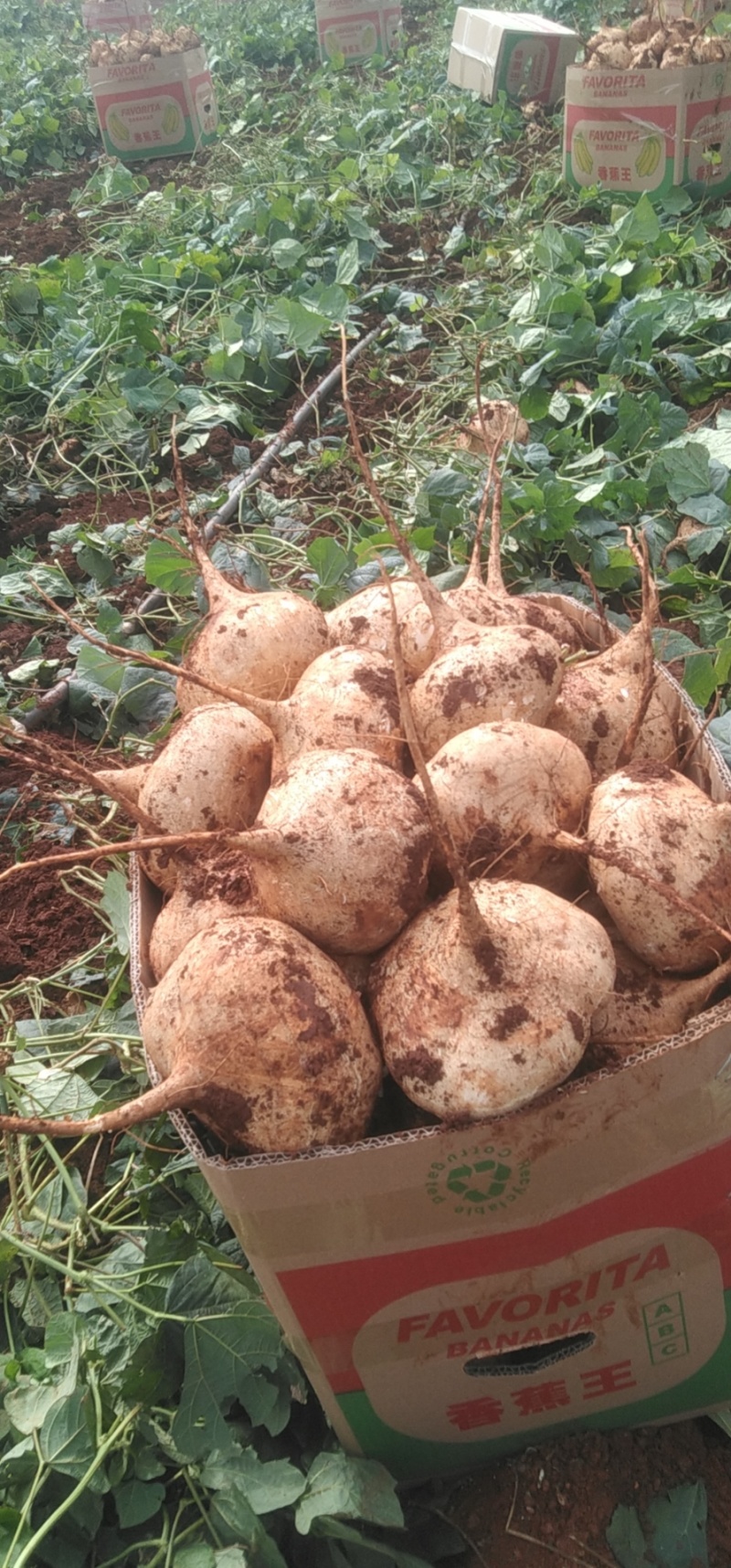 徐闻本地豆薯凉薯品质好，水分多形状好大量有货