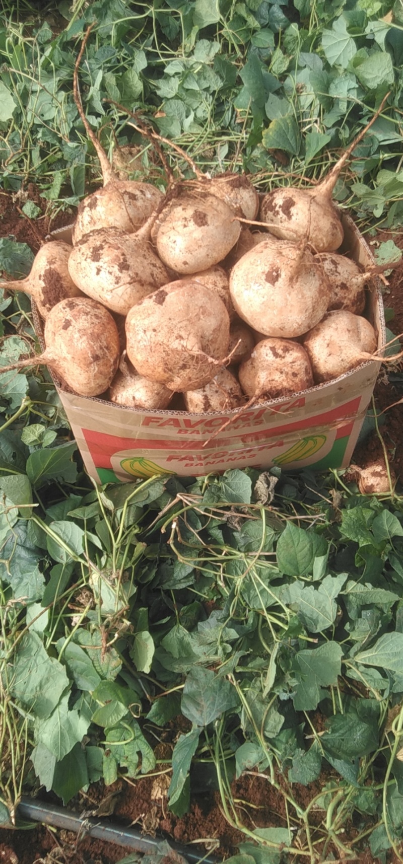 徐闻本地豆薯凉薯品质好，水分多形状好大量有货