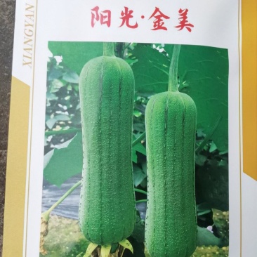 丝瓜种子阳光金美新一代翠绿色短棒肉丝瓜种子顺直高产