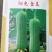 丝瓜种子阳光金美新一代翠绿色短棒肉丝瓜种子顺直高产
