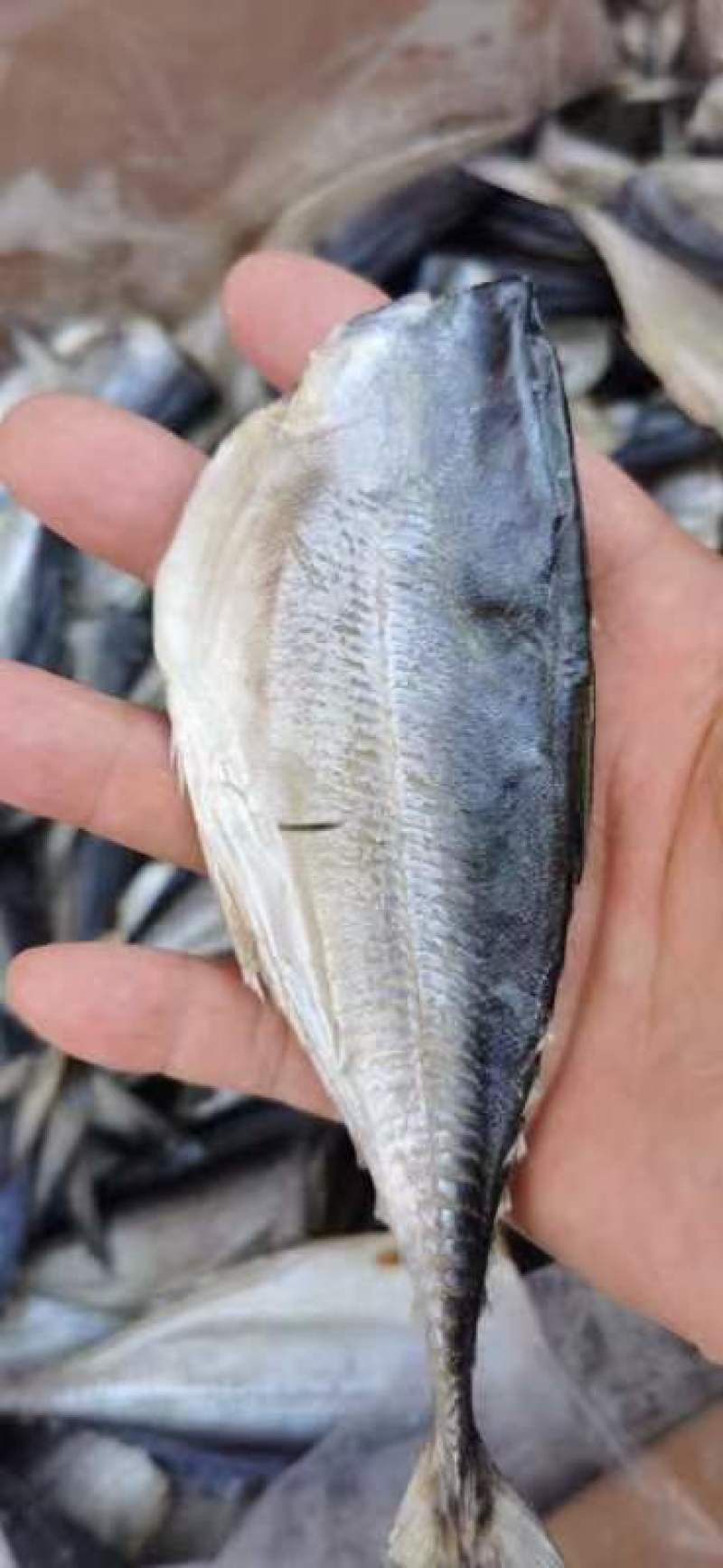各种鱼干批发，厂家一手货源
