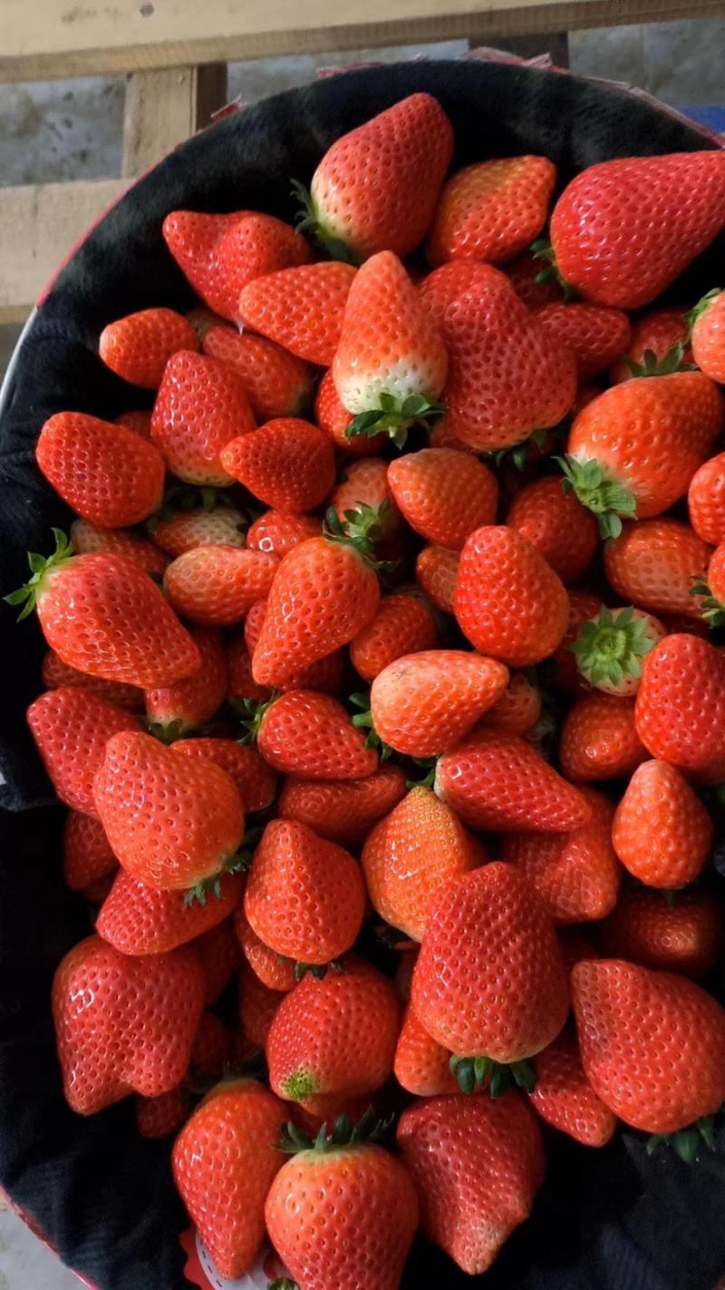 奶油草莓大果大量上市货源充足果实饱满