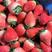 奶油草莓大果大量上市货源充足果实饱满