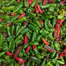 花辣椒大量现货
