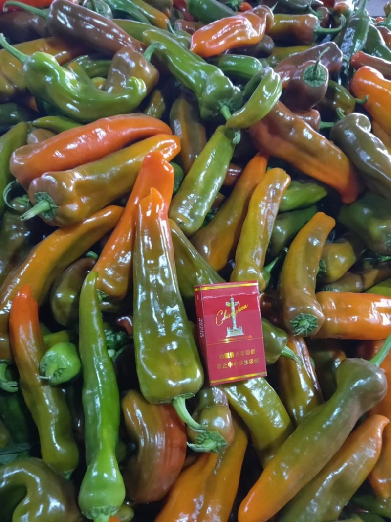 花辣椒大量现货