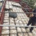 【谷壳包泥松花蛋】赶集早市畅销单品，一手货源，质量可靠