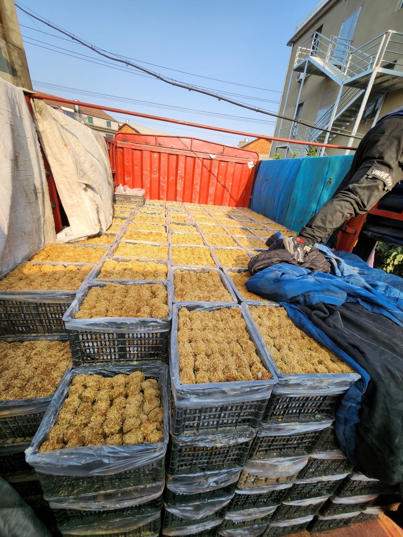 【谷壳包泥松花蛋】赶集早市畅销单品，一手货源，质量可靠