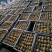 【谷壳包泥松花蛋】赶集早市畅销单品，一手货源，质量可靠