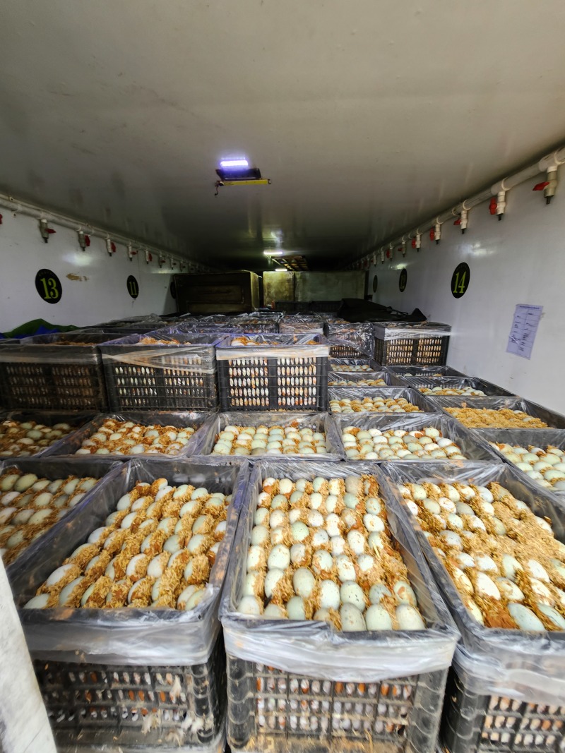 【谷壳包泥松花蛋】赶集早市畅销单品，一手货源，质量可靠