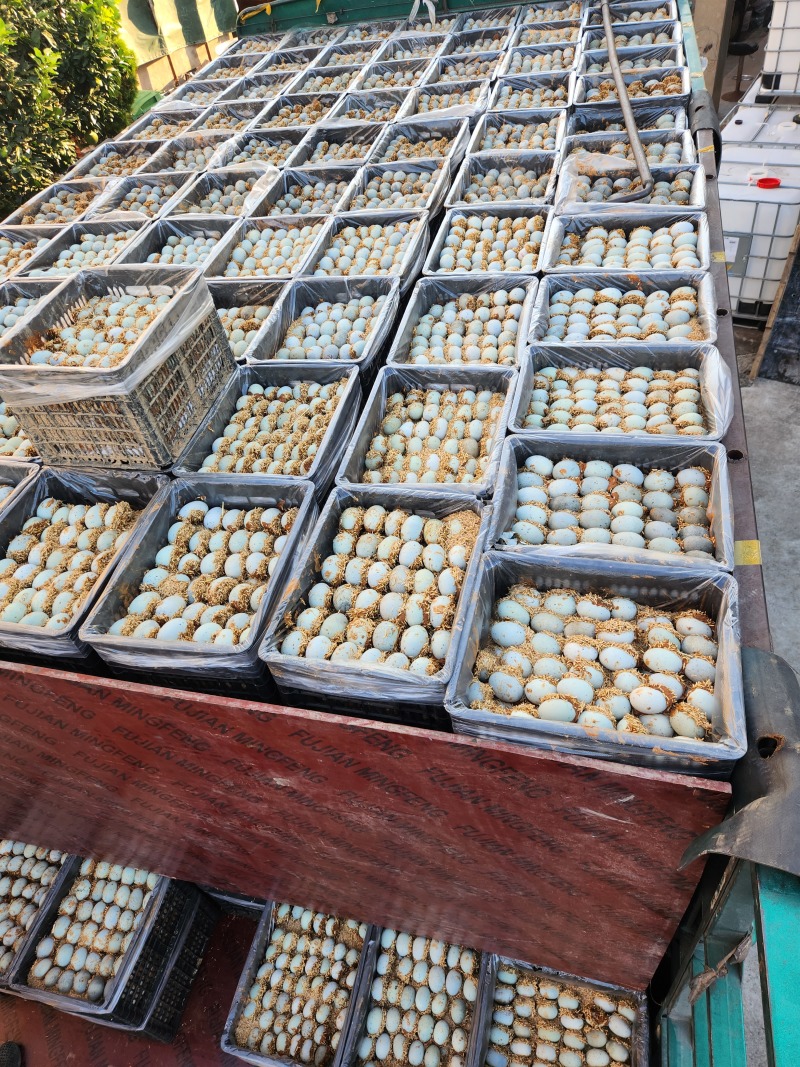 【谷壳包泥松花蛋】赶集早市畅销单品，一手货源，质量可靠