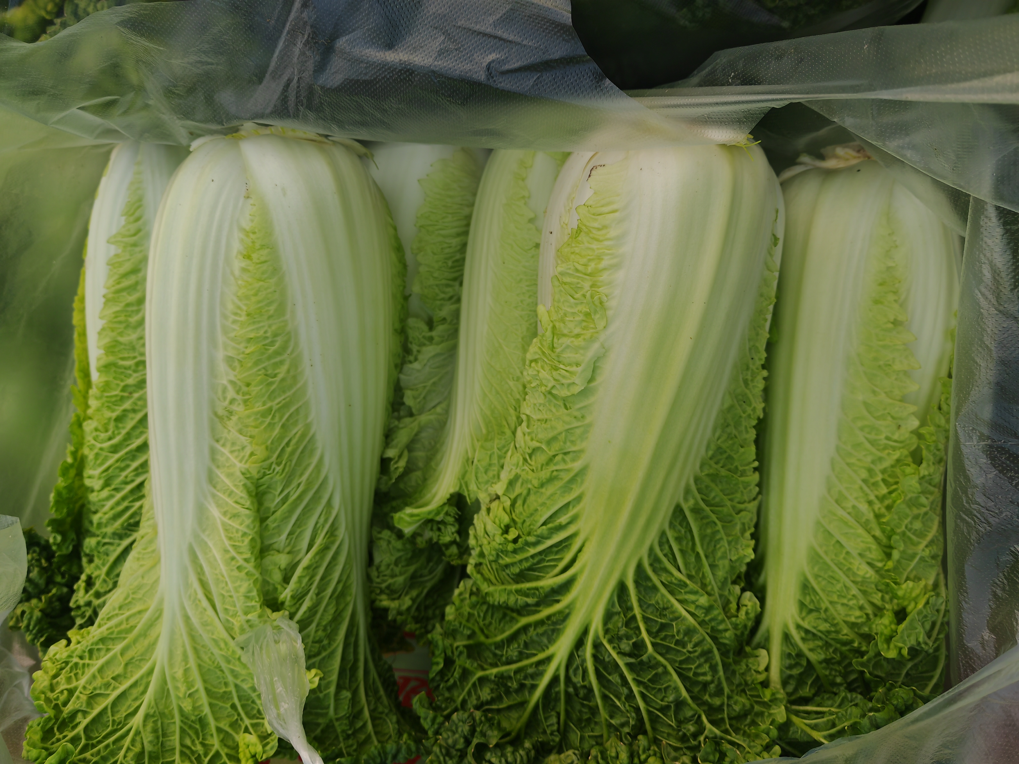 青麻白菜在超市货架上的陈列效果