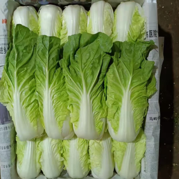 出口黄白云南夏黄白精品白菜昆明白菜