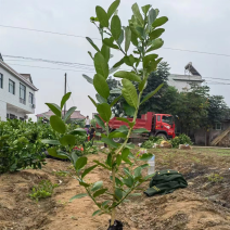 宜宾佛手苗基地