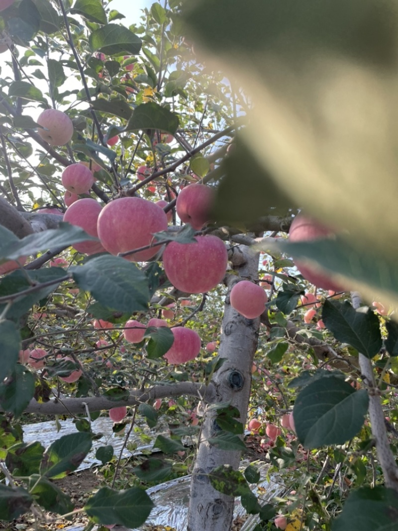 陕西洛川红富士苹果脆甜多汁，不催熟不打蜡