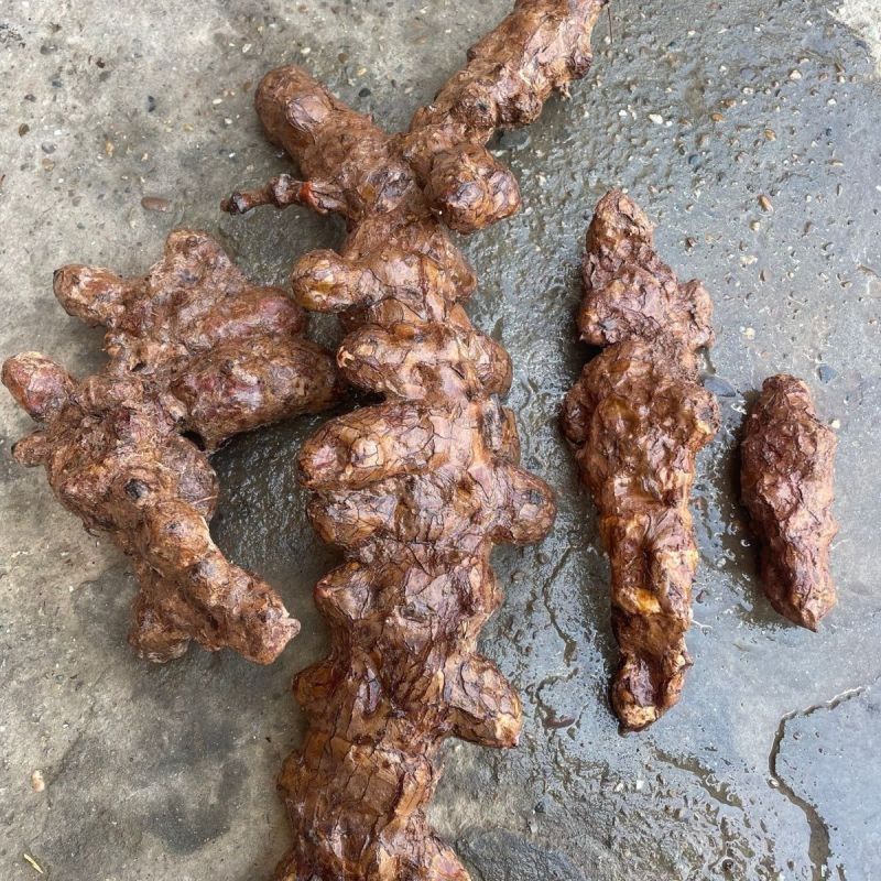 土茯苓新鲜白肉土茯苓批发新鲜野生天然散装无硫现挖发