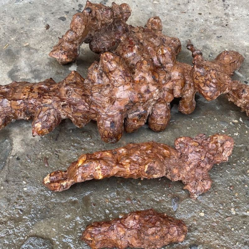 土茯苓新鲜白肉土茯苓批发新鲜野生天然散装无硫现挖发