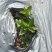 仙人草苗（仙草）种苗种植包回收