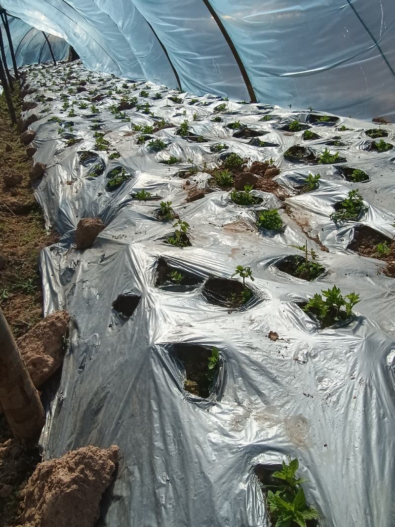 仙人草苗（仙草）种苗种植包回收