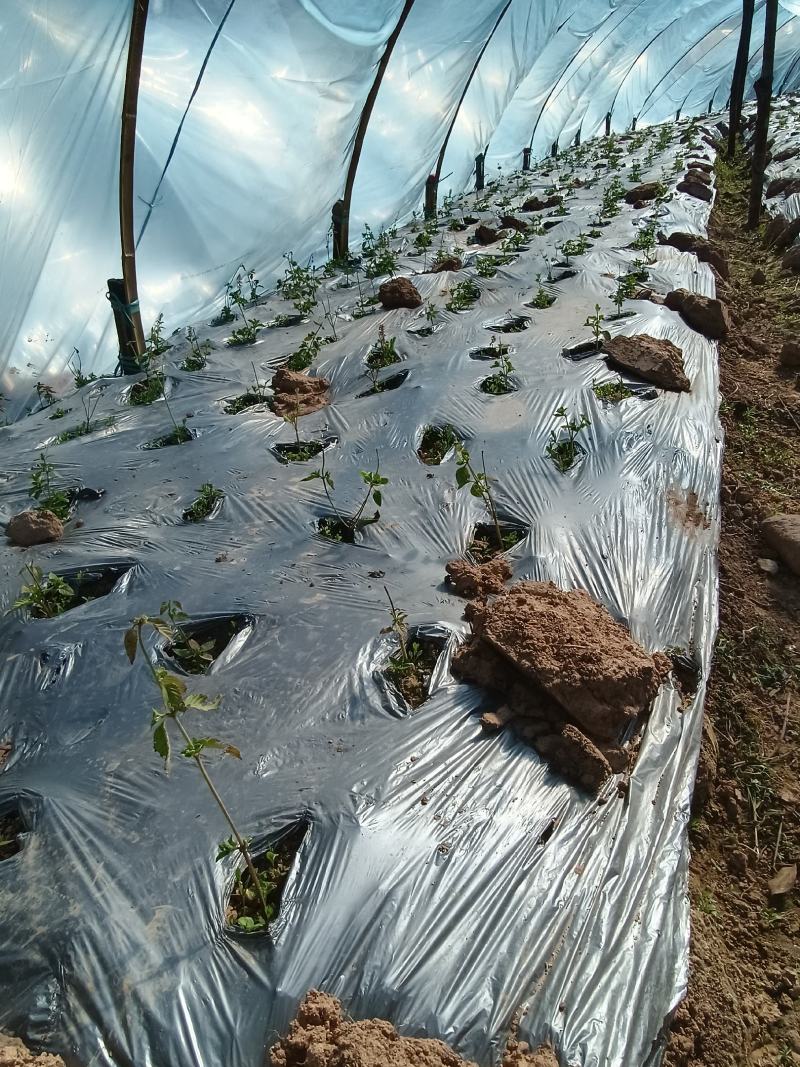 仙人草苗（仙草）种苗种植包回收