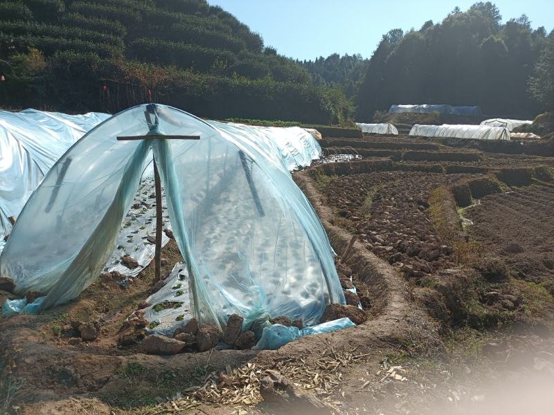 仙人草苗（仙草）种苗种植包回收