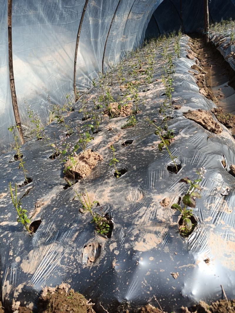 仙人草苗（仙草）种苗种植包回收