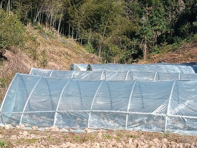 仙人草苗（仙草）种苗种植包回收