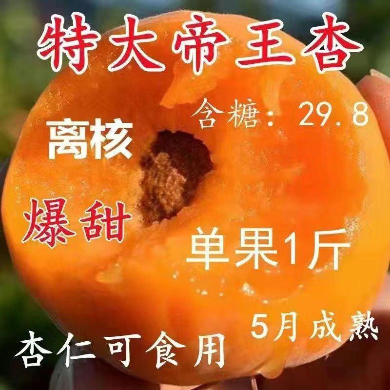 新极早熟品种帝王杏树苗果仁【可食】南方北方种植杏树苗
