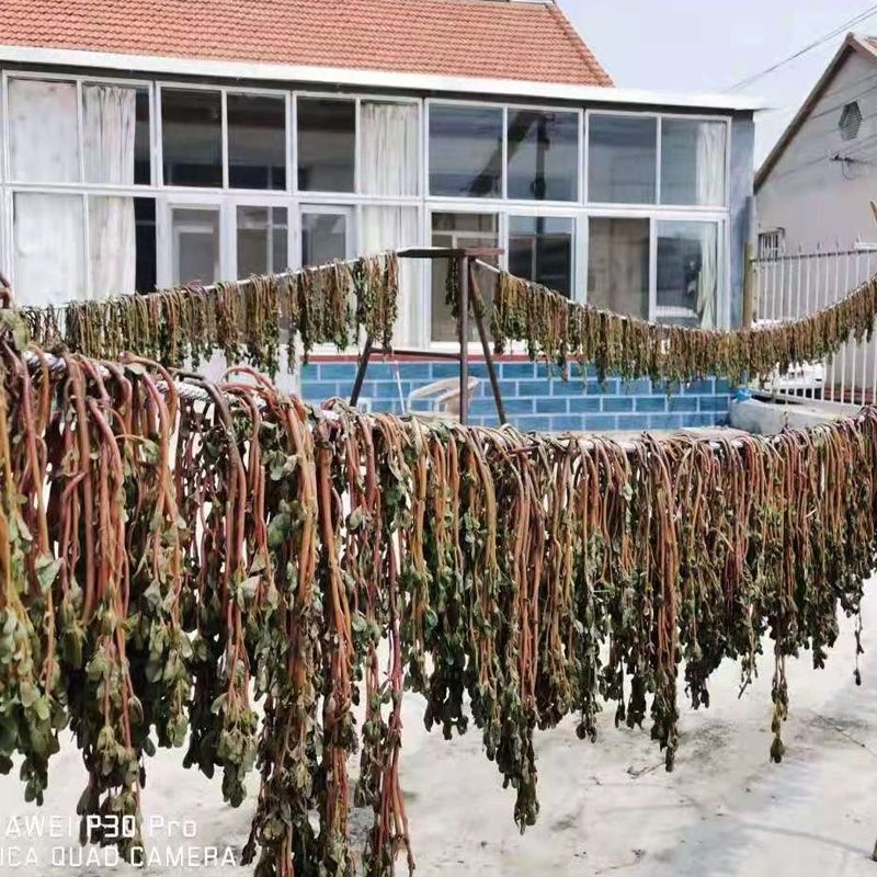 食用干中药材马齿苋菜新鲜泡水野生马齿笕干马齿苋