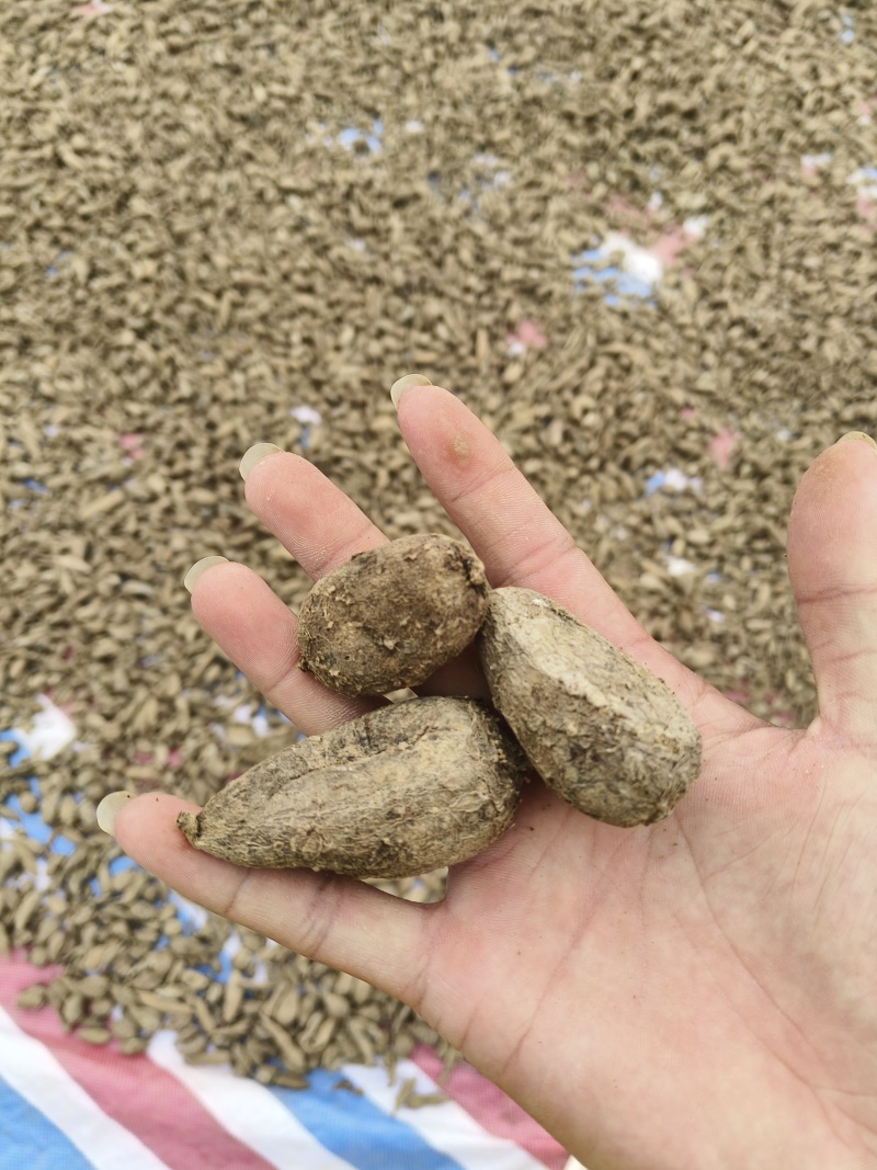 莪术干灵山莪术郁金自己晒的
