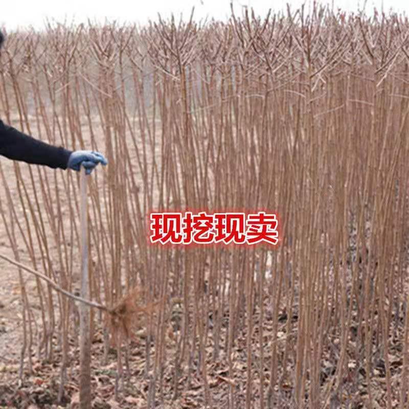 新极早熟品种帝王杏树苗果仁【可食】南方北方种植杏树苗