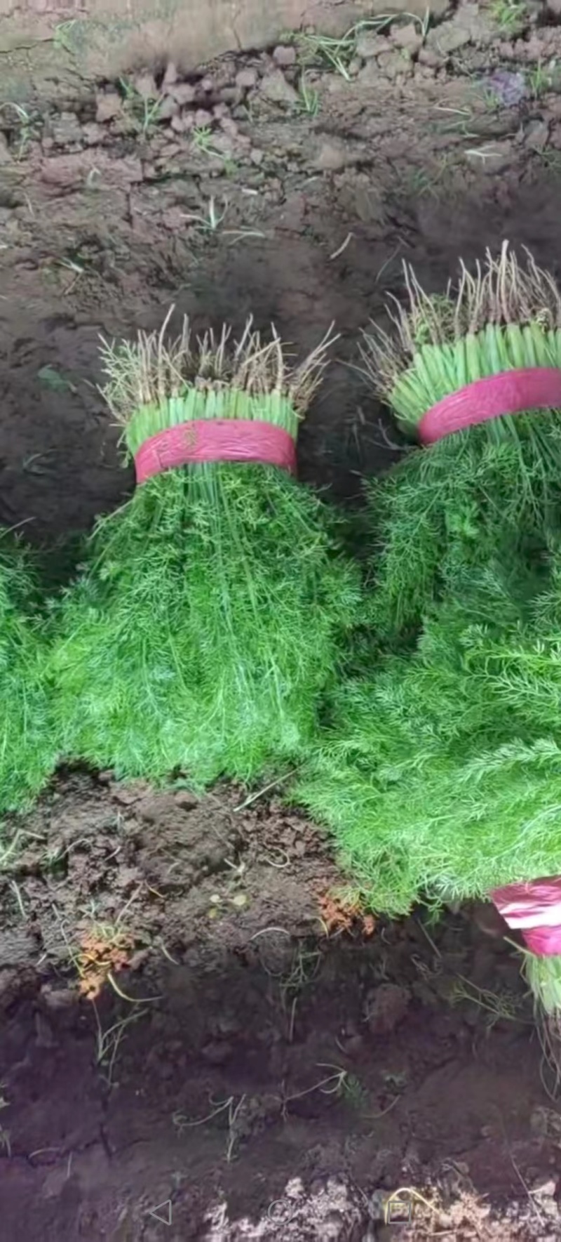茴香一年四季供应可发全国有大棚产地发货质量可靠