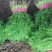 茴香一年四季供应可发全国有大棚产地发货质量可靠