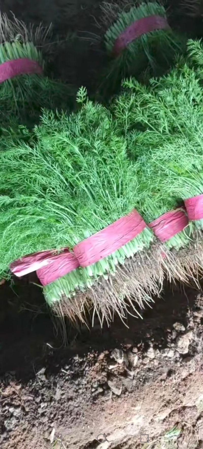 茴香一年四季供应可发全国有大棚产地发货质量可靠